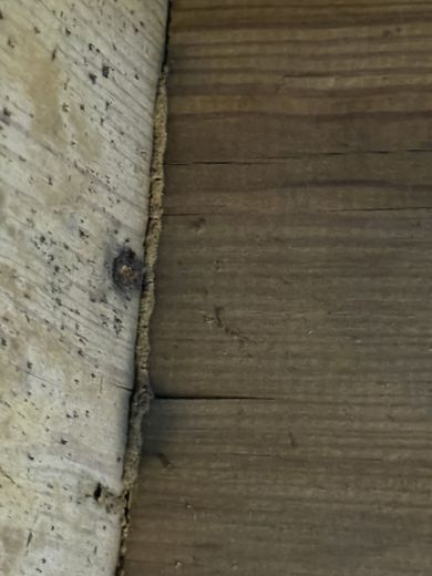 Close-up of two wooden boards meeting at a seam, one lighter, one darker, with insect debris.