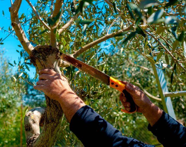 Tree Trimming — Sarasota, FL — Native Tree Service