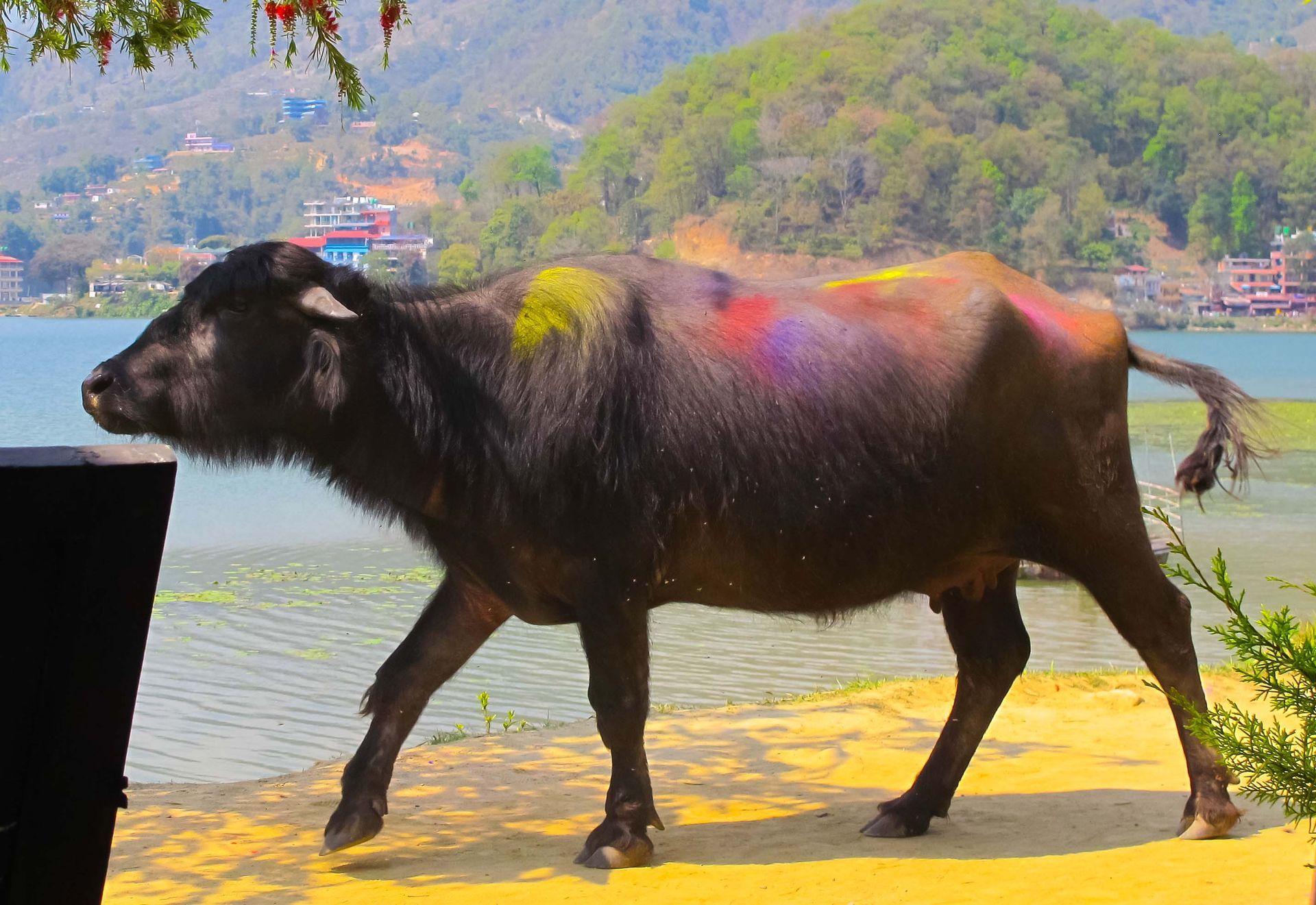 A buffalo covered in vibrant colors stands by the lakeside during the Holi festival in Pokhara, embodying the festive spirit.