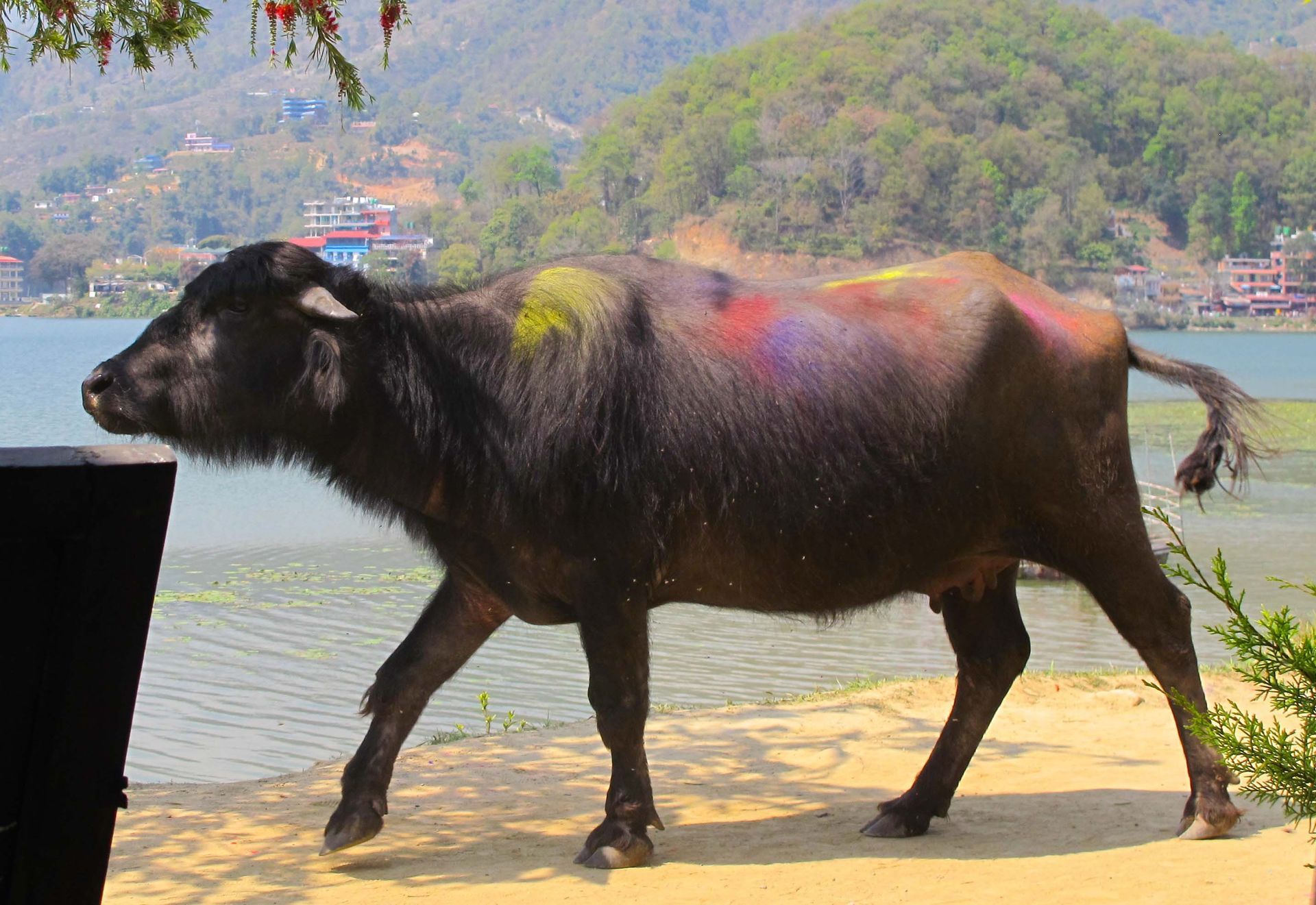 A buffalo covered in vibrant colors stands by the lakeside during the Holi festival in Pokhara, embodying the festive spirit.