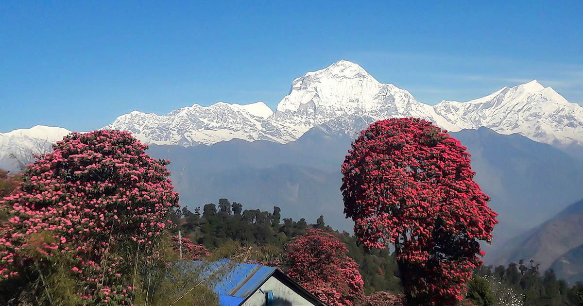 Pink blooming rhododendron trees in front of snow-capped peaks on poon hill trek
