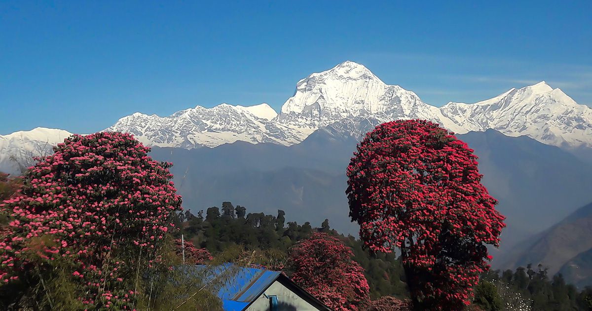 Rhododendron blossom on Poon Hill Trek