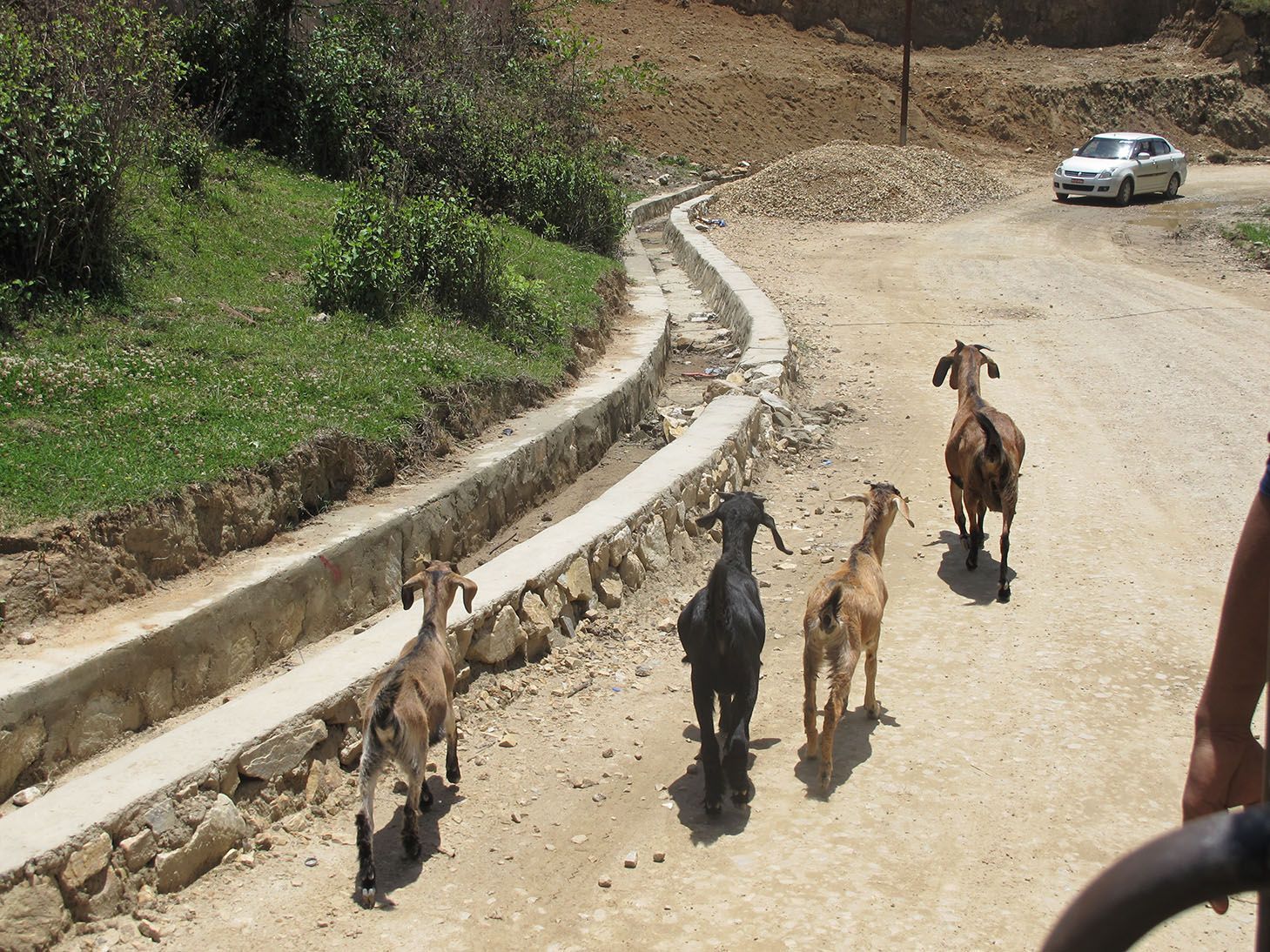 Goats on the Road nepal