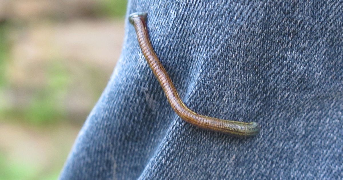 Close-up of a brown leech crawling on blue fabric, likely a pair of trousers, in an outdoor setting.