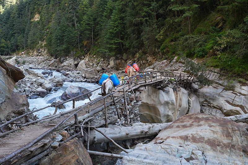 A rustic wooden bridge over a rocky river, with mules carrying supplies in the remote Nar Phu Valley, Nepal.