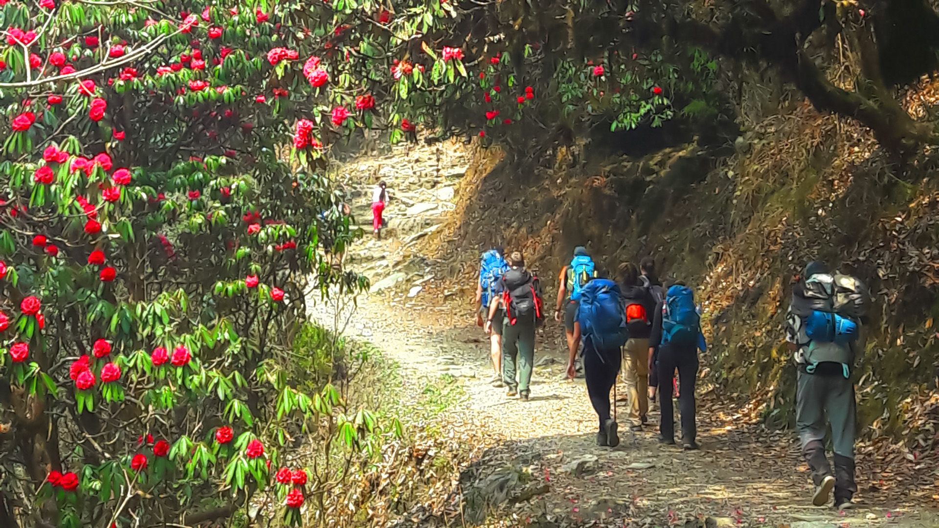 Rhododendron blossom on Poon Hill Trek