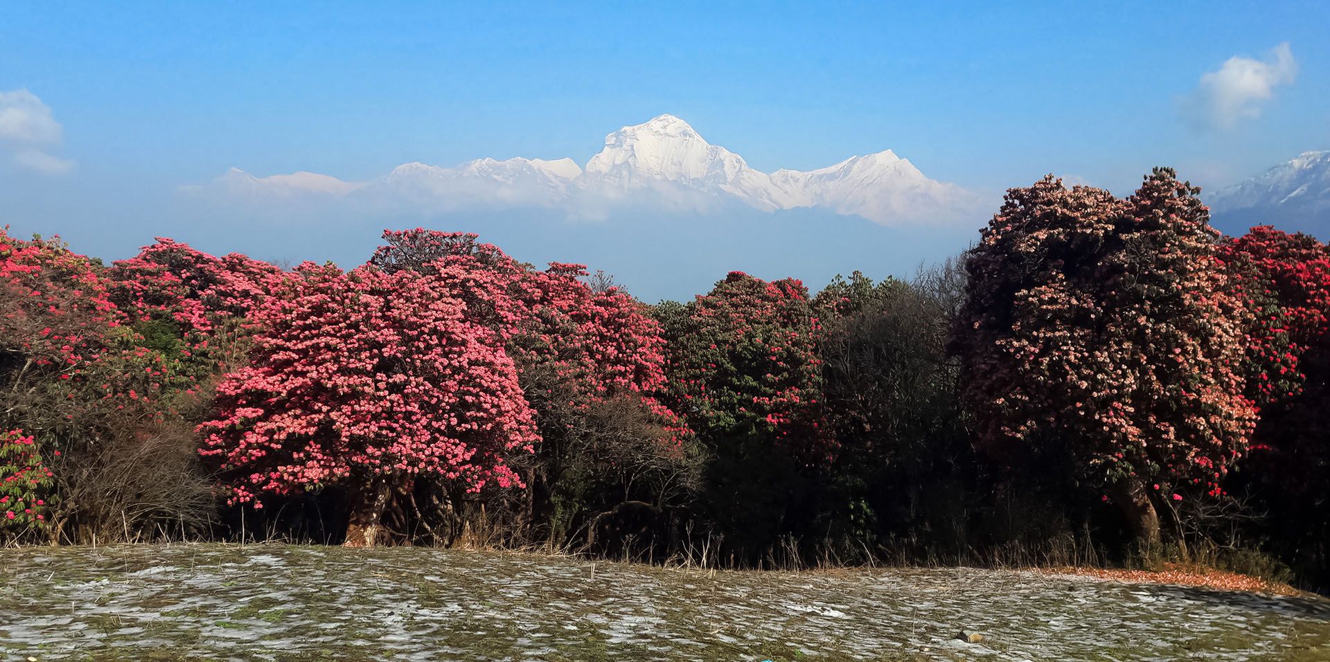 A breathtaking view of pink rhododendron trees in bloom with snow-capped mountains during the Poon Hill trek in Nepal.