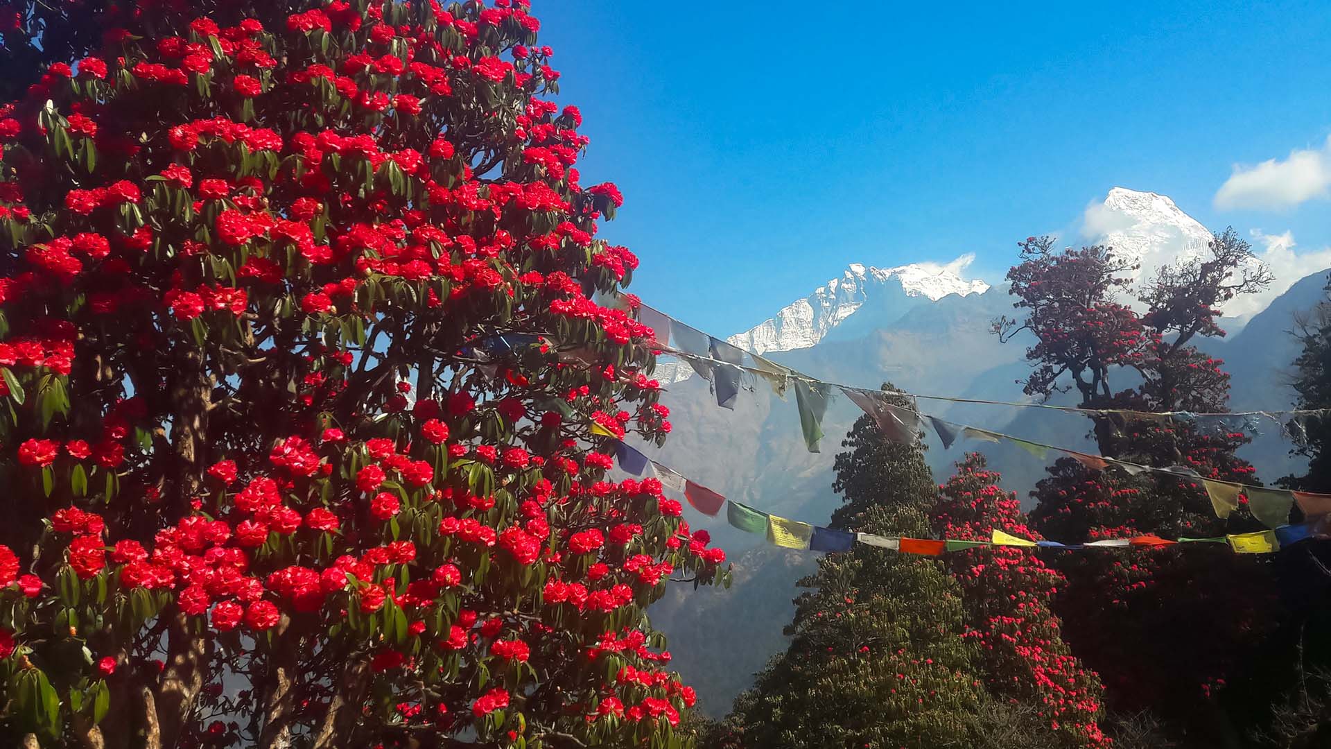 Red  rhododendron blossom in Nepal