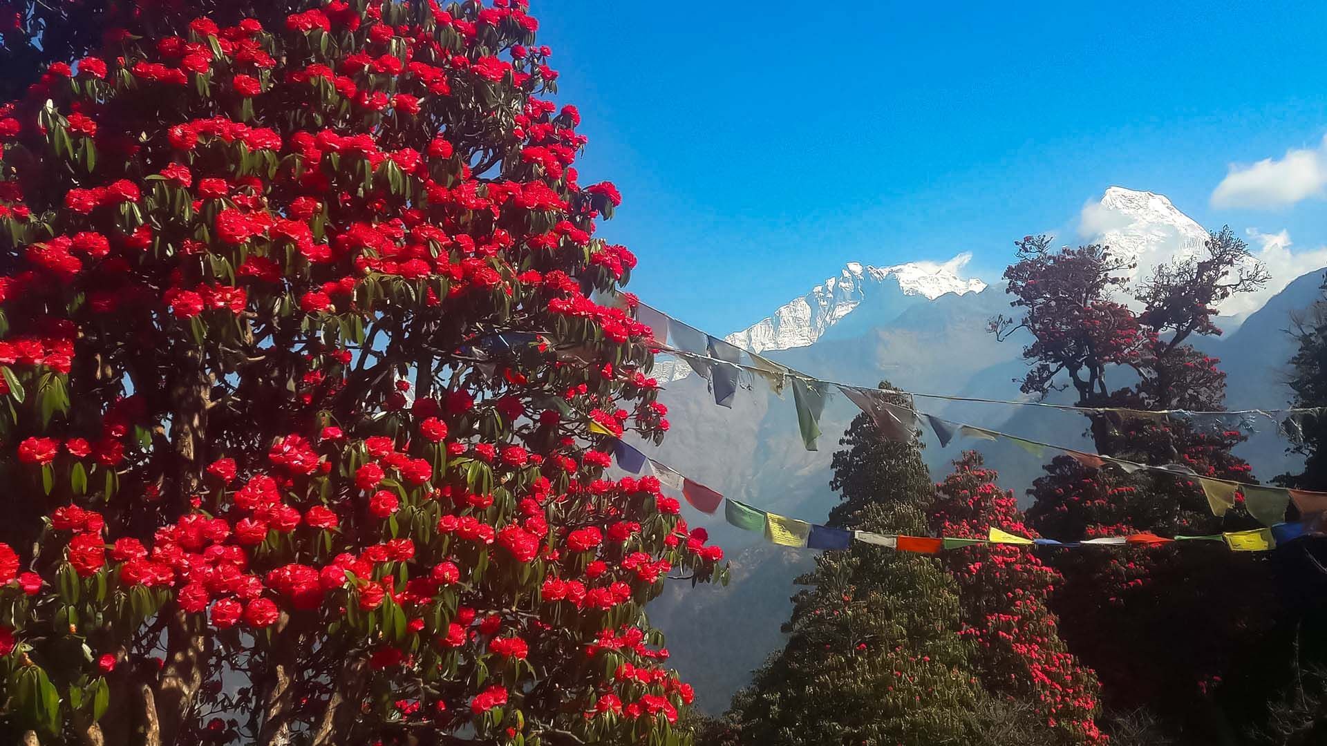 Red rhododendron blossom in Nepal
