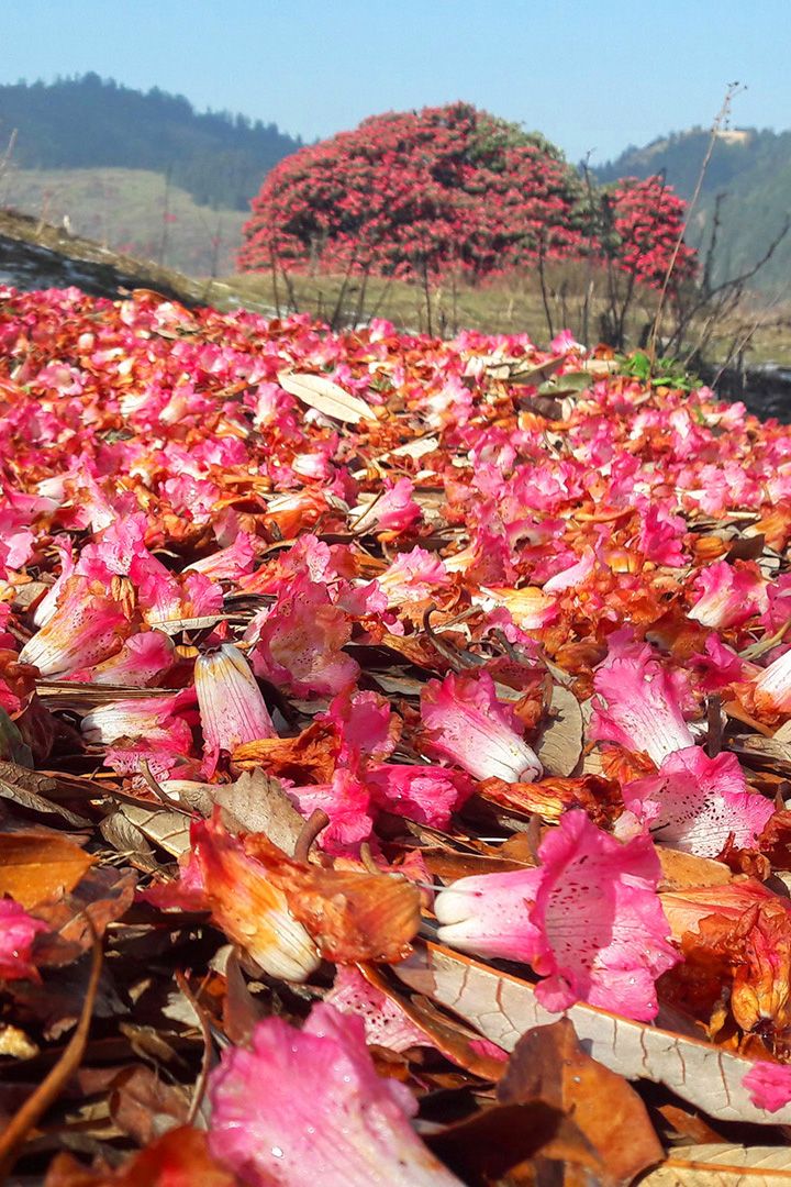 Rhododendron blossom on Poon Hill Trek