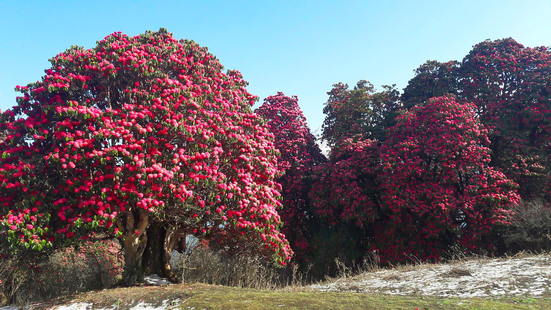 A close-up of a blooming rhododendron tree on the Poon Hill trek, showcasing the vivid pink flowers and lush foliage.