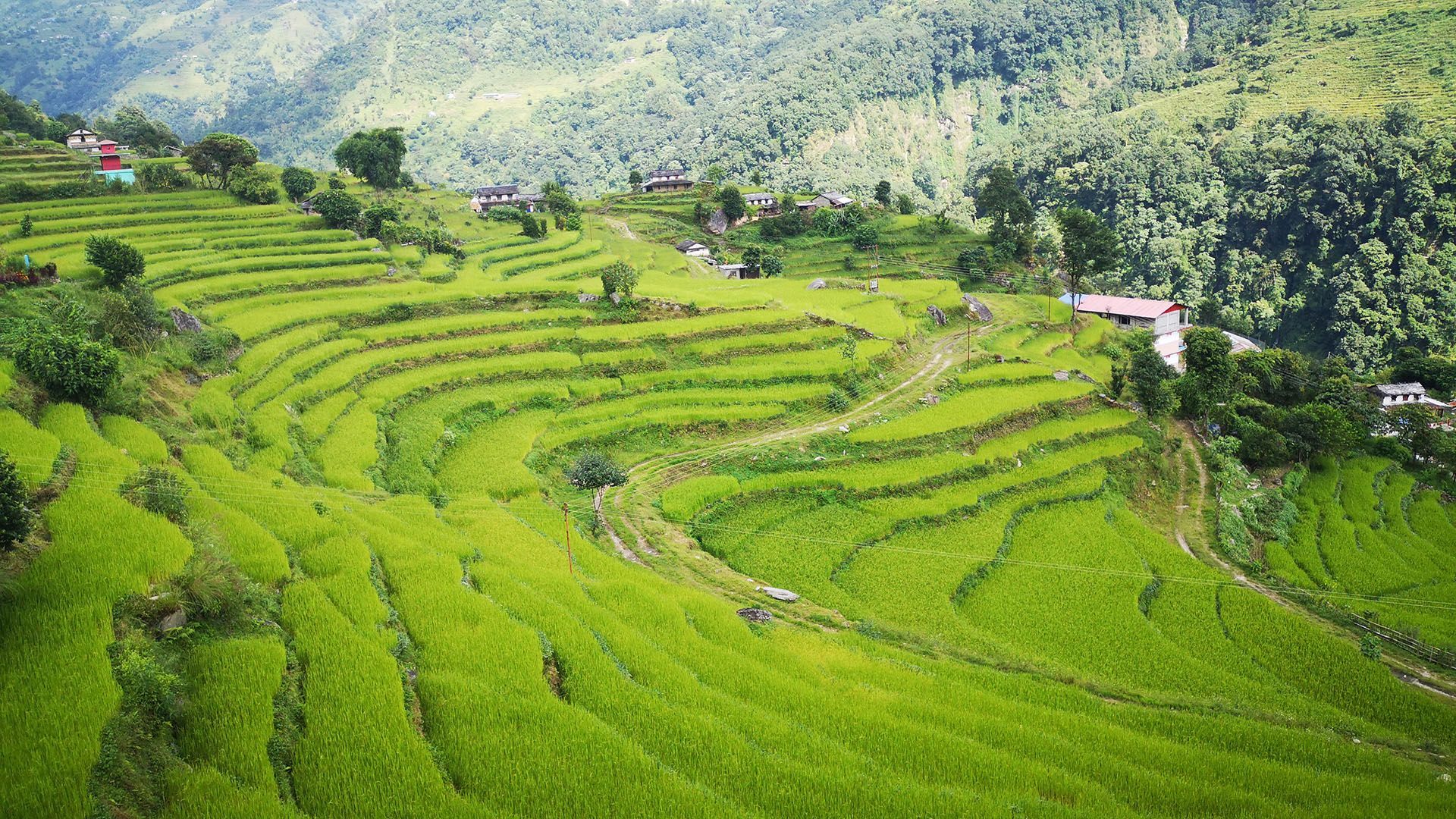 green rice fields in Nepal