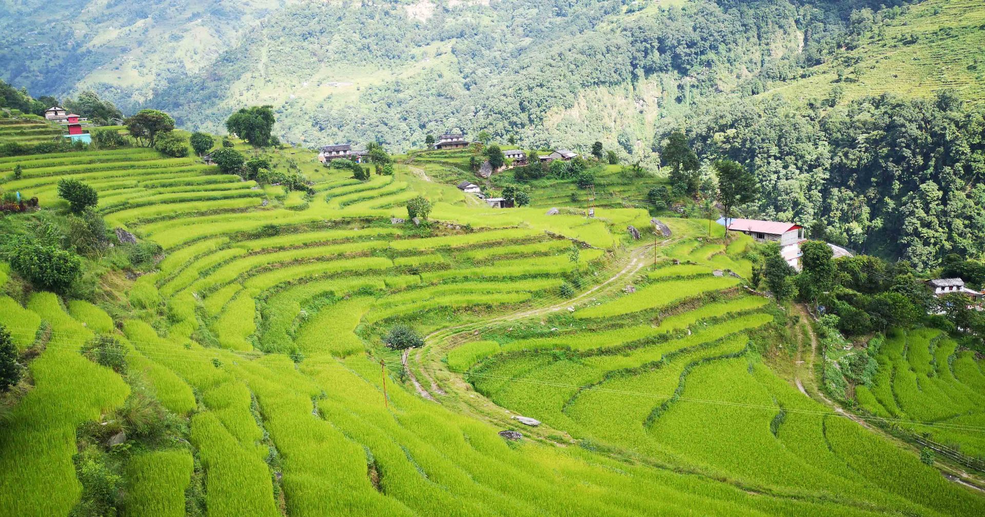 Rice fields on trekking in Nepal