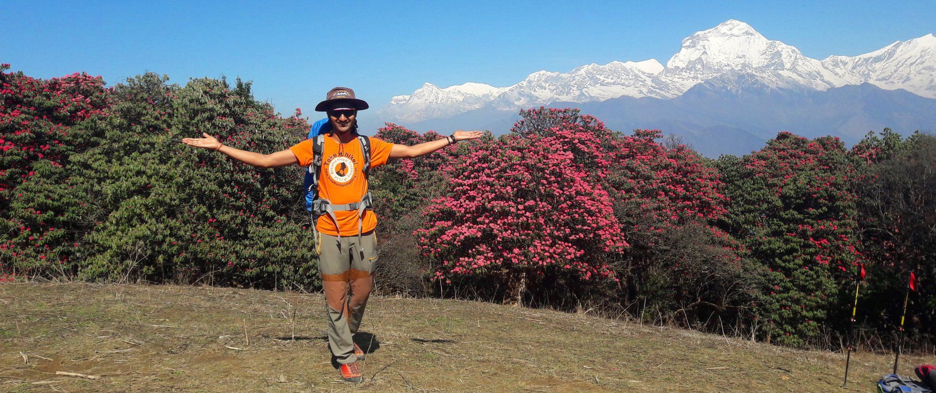 A trekking guide joyfully poses with arms outstretched amidst blooming rhododendron trees and snow-capped mountains on the Poon Hill trek.