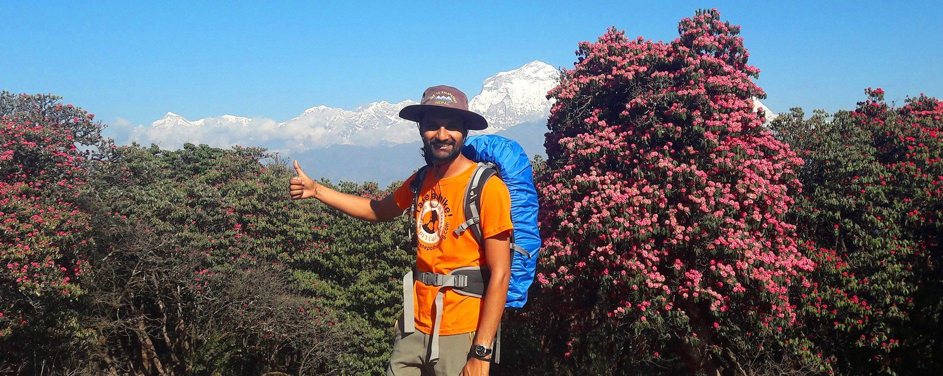 trekking guide on Poon Hill Trek in Nepal with rhododendron blossom