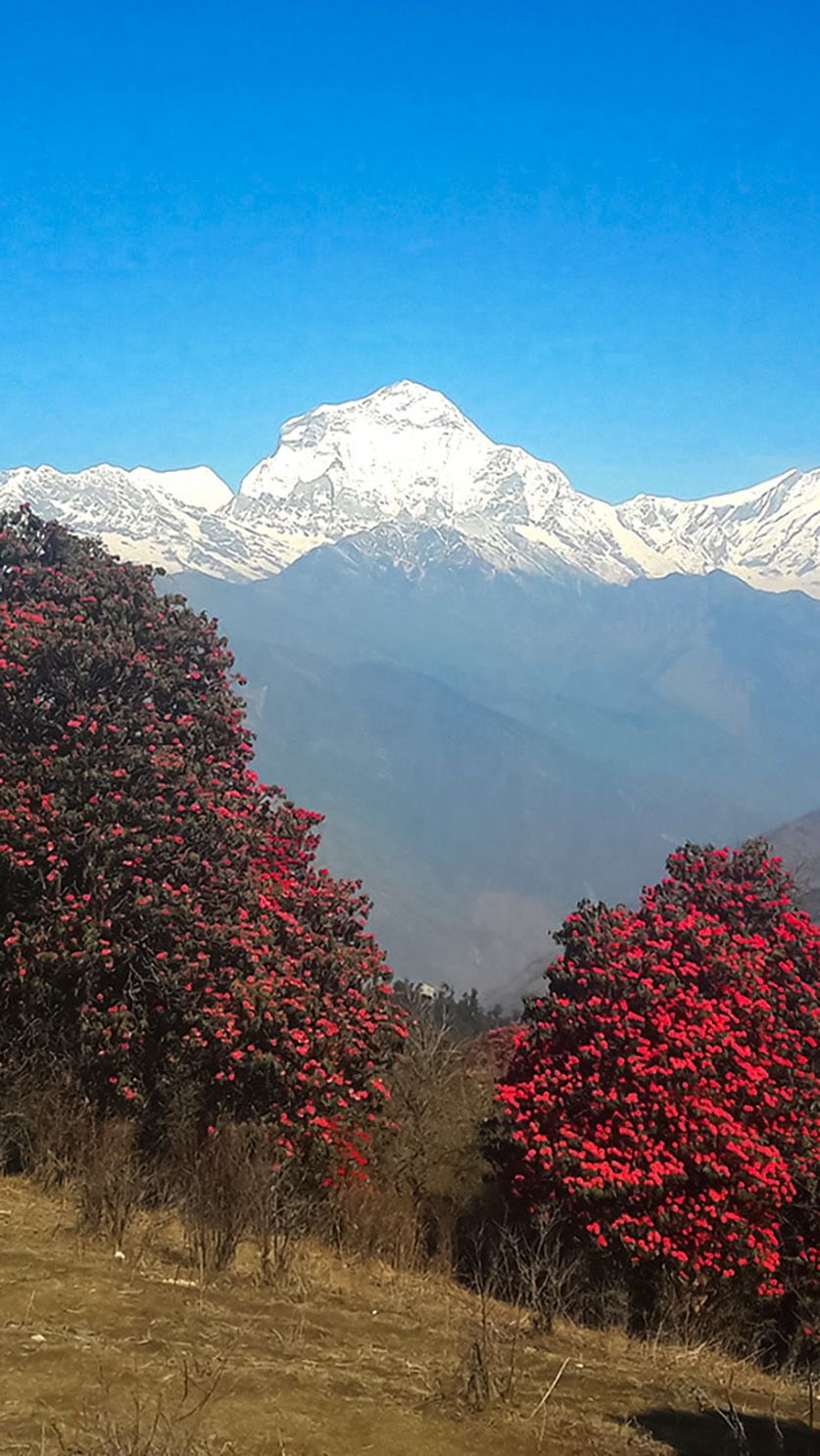 A stunning view of snow-capped mountains in the background, framed by vibrant rhododendron trees on the Poon Hill trek.