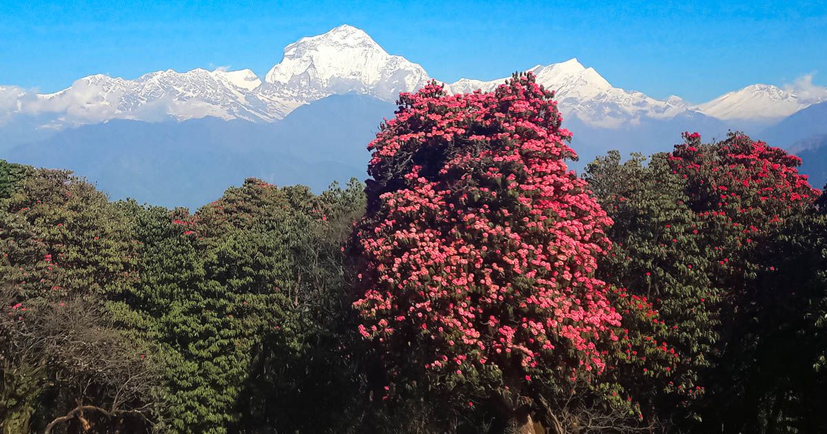 Pink rhododendron trees on poon hill trek in spring