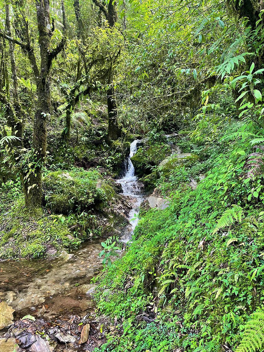 Tropical forest in nepal