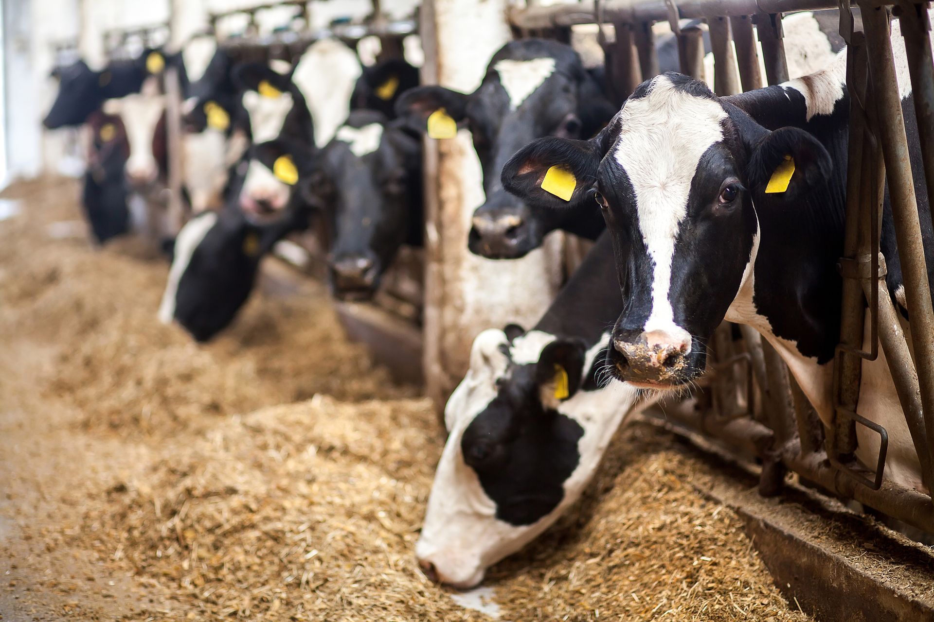 A herd of cows are eating hay in a barn.