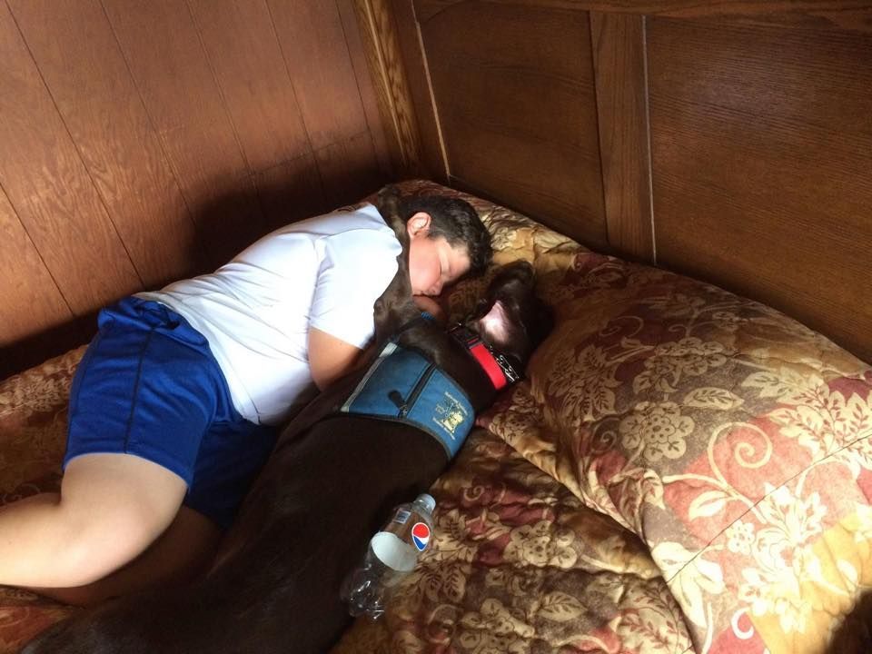 A person sleeping in a bed, resting their head against a brown dog wearing a blue service vest and a red collar.