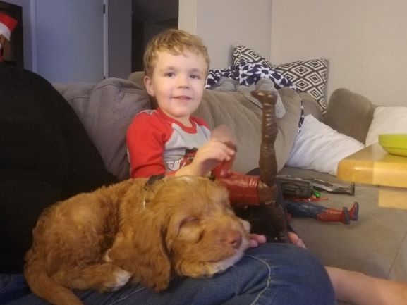 A fluffy, light-brown puppy sleeping on a person’s lap next to a child holding an action figure on a living room sofa.