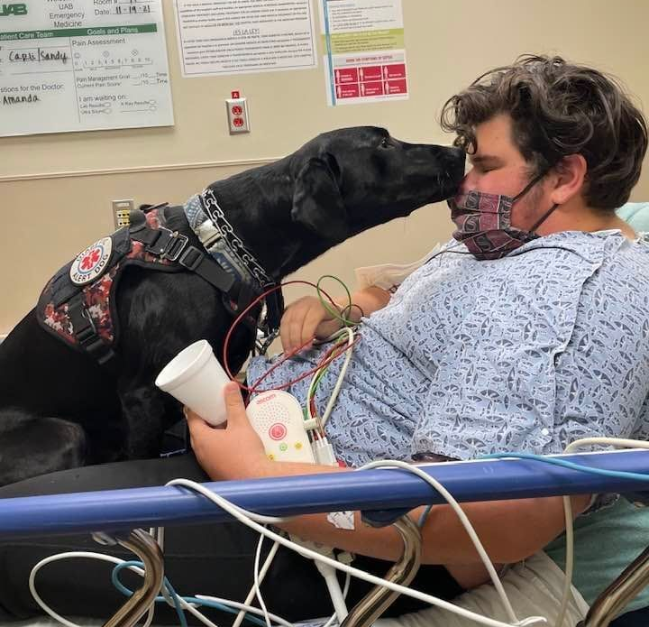 A black service dog wearing a vest rests its nose against a person in a hospital bed wearing a patterned face mask.