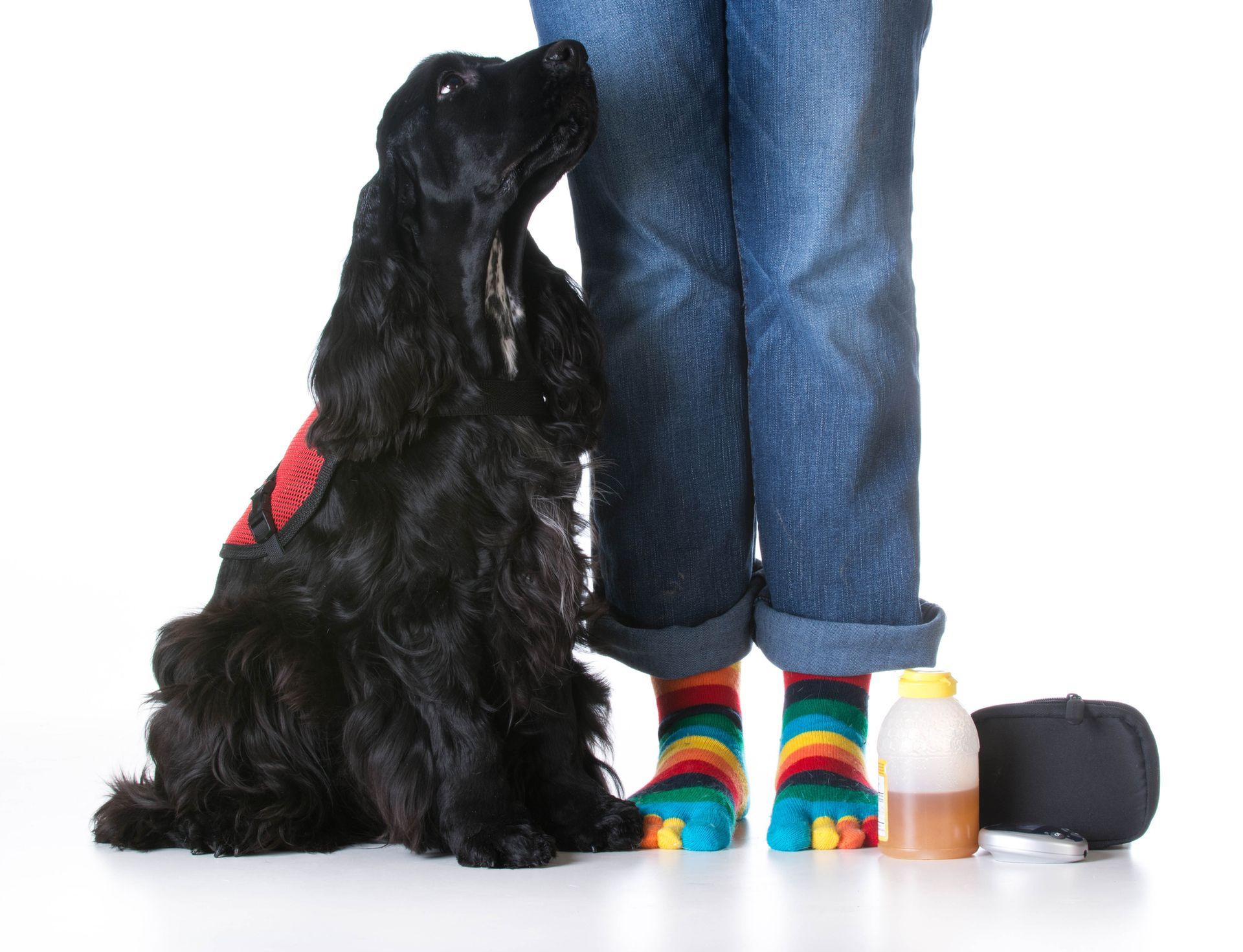 A black spaniel service dog sits looking up at a person wearing jeans and striped toe socks beside a bottle and supply bag.