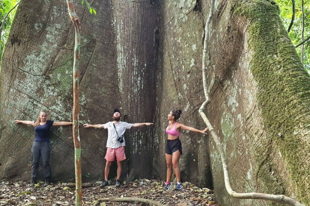 Three people with arms outstretched stand in front of a giant tree in a forest.