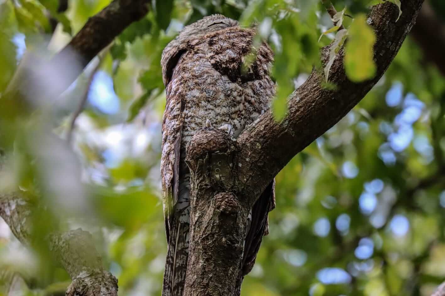Bird camouflaged on a tree branch, mottled gray and brown plumage blends with the bark.