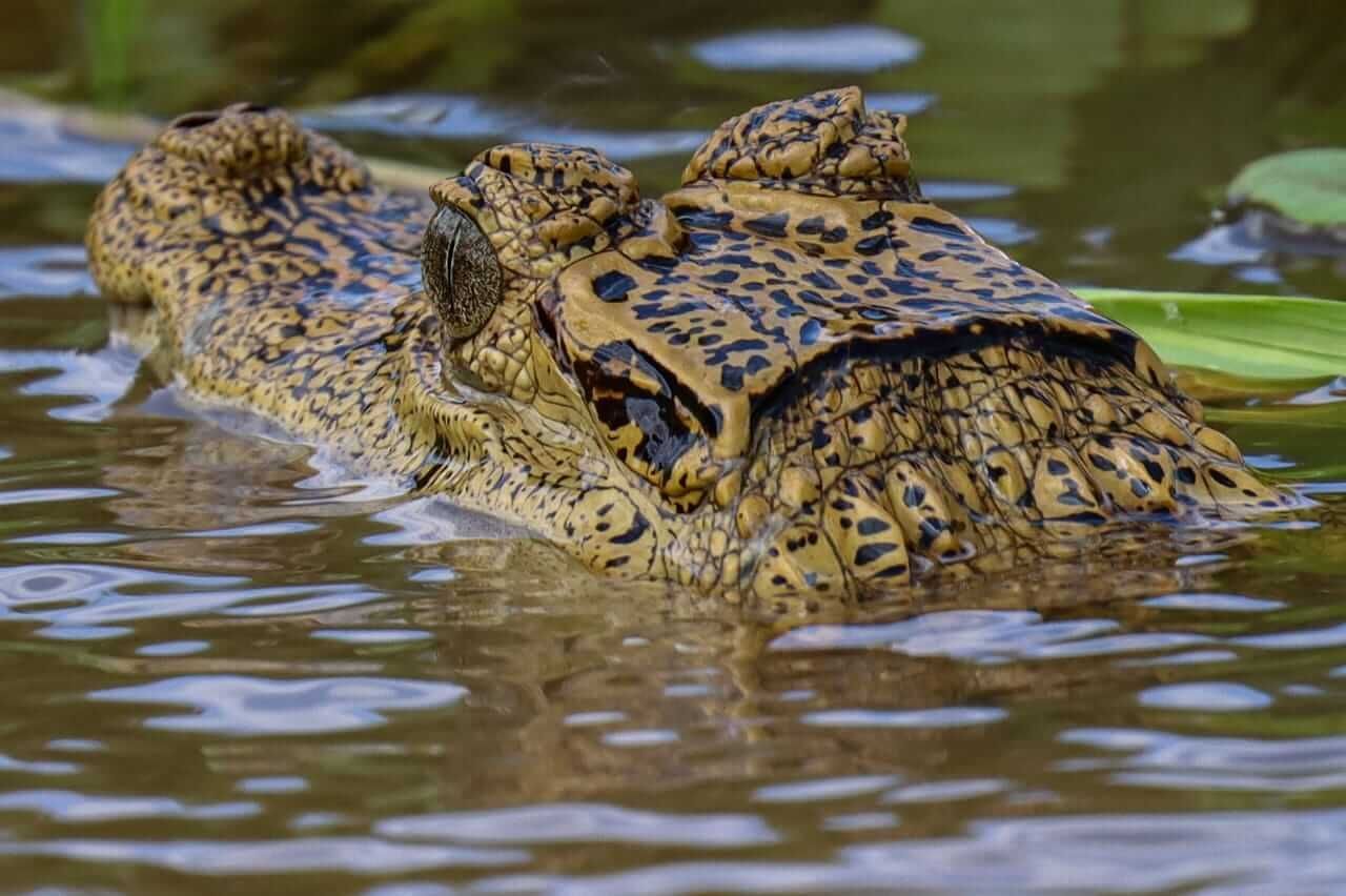 Crocodile eyes and snout emerge from murky water.