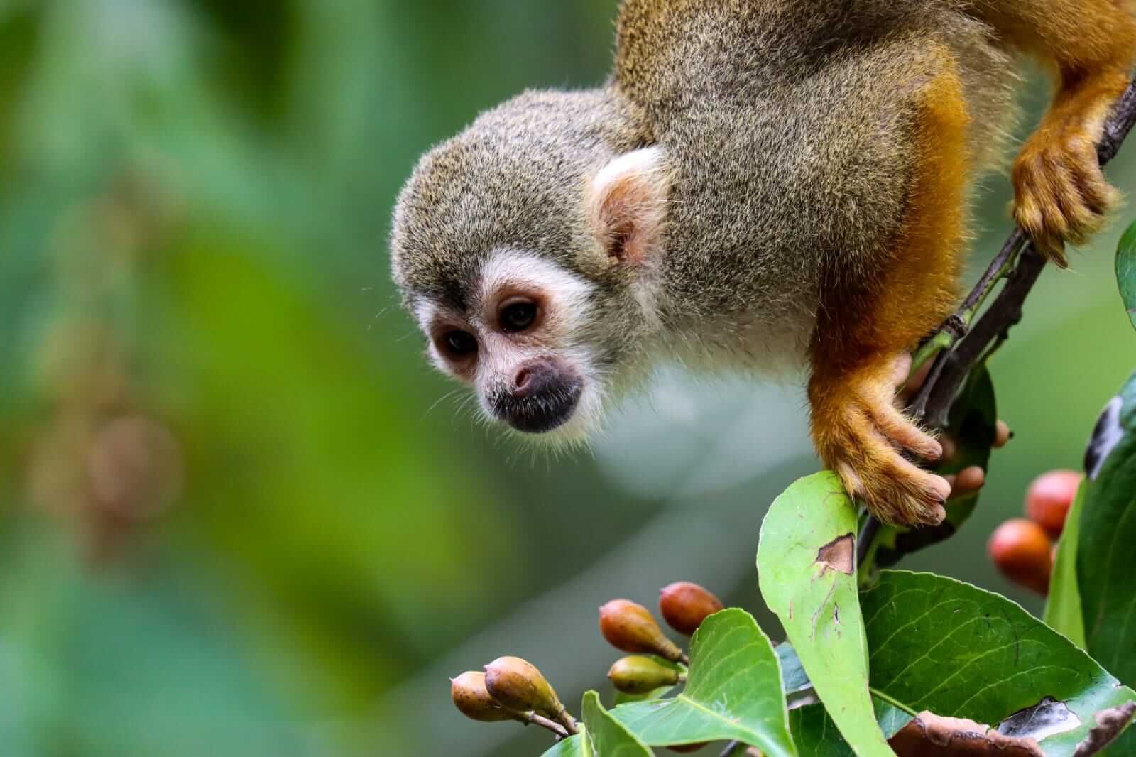 Squirrel monkey on a branch, looking down. Brown and orange fur, green leaves, blurred green background.