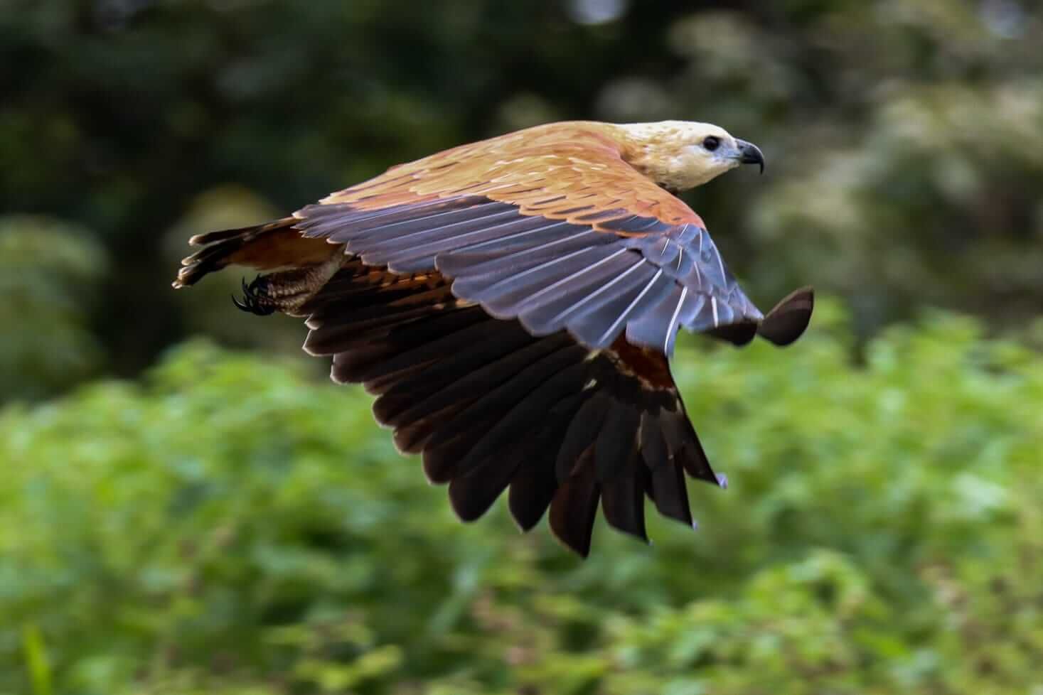 Hawk in flight, wings spread showing black and blue feathers, against blurred green foliage.