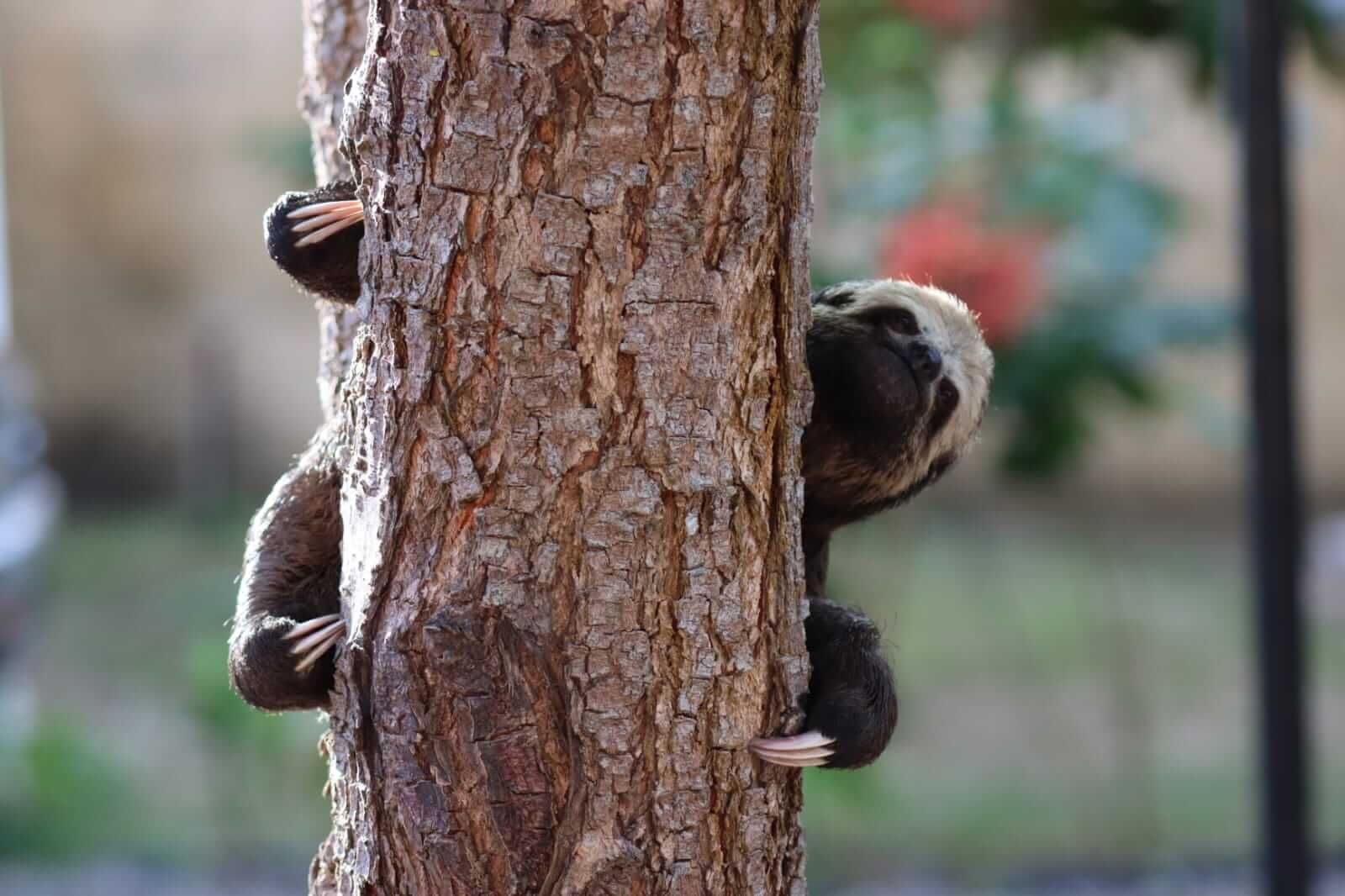 Monkey clinging to tree trunk, peering out with head turned.