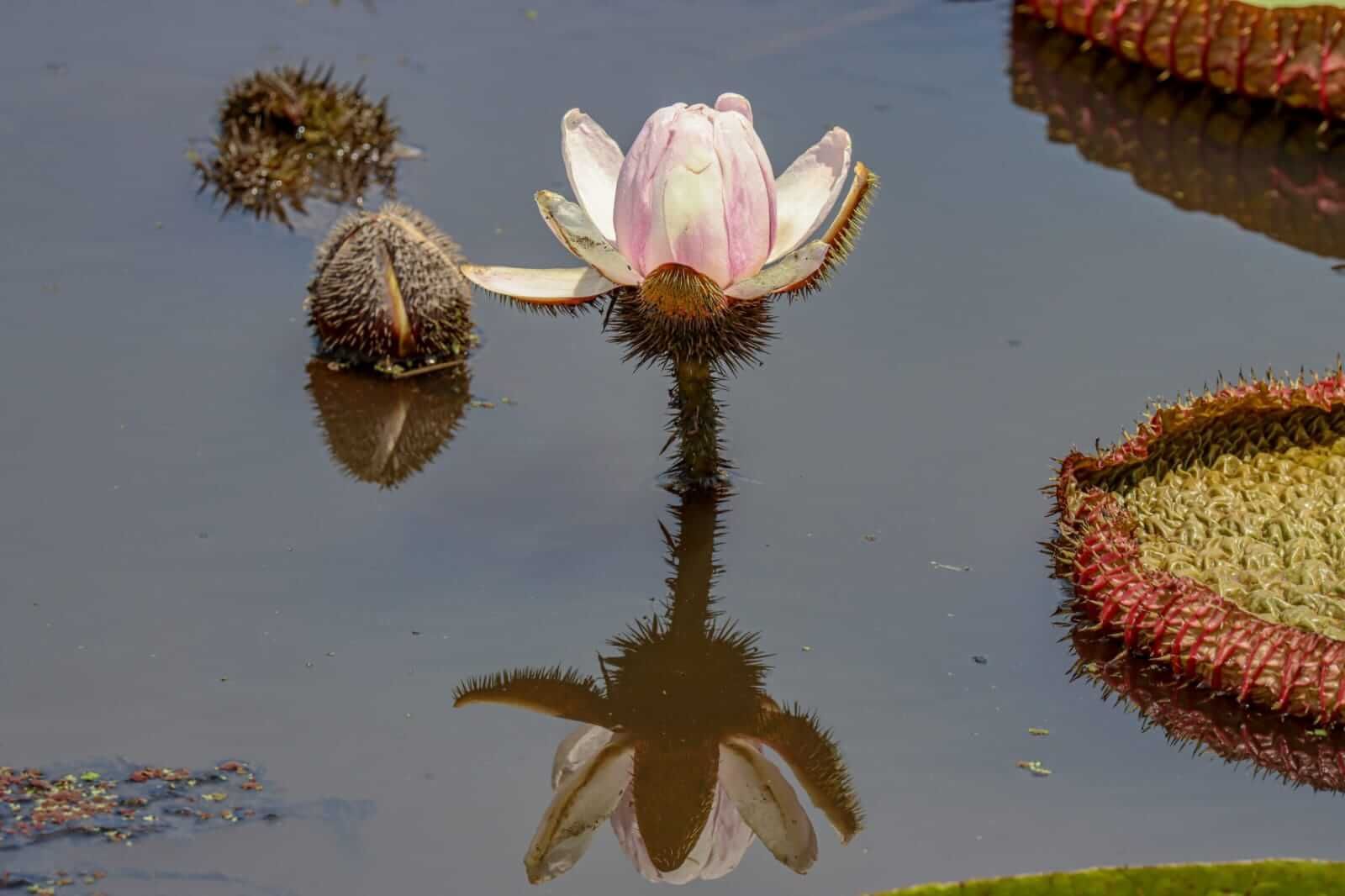 Pink and white water lily with reflection in the water, next to a closed bud and lily pad.