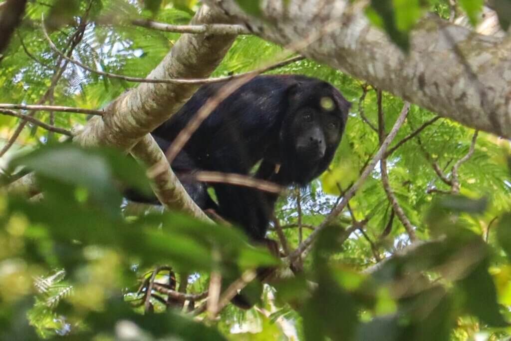 Black jaguar resting in a tree, surrounded by green leaves and branches.