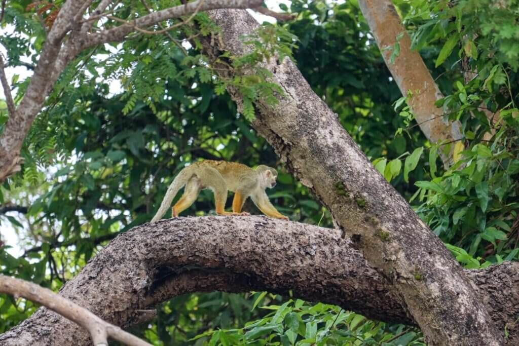 Squirrel monkey walking along a thick tree branch, surrounded by green foliage.
