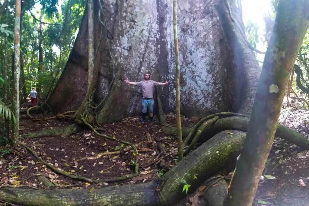 Man with arms outstretched stands before a giant tree in a forest.