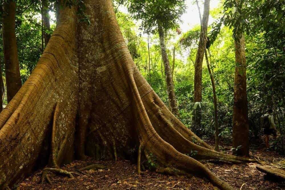 Large tree with buttress roots in a lush green forest setting.