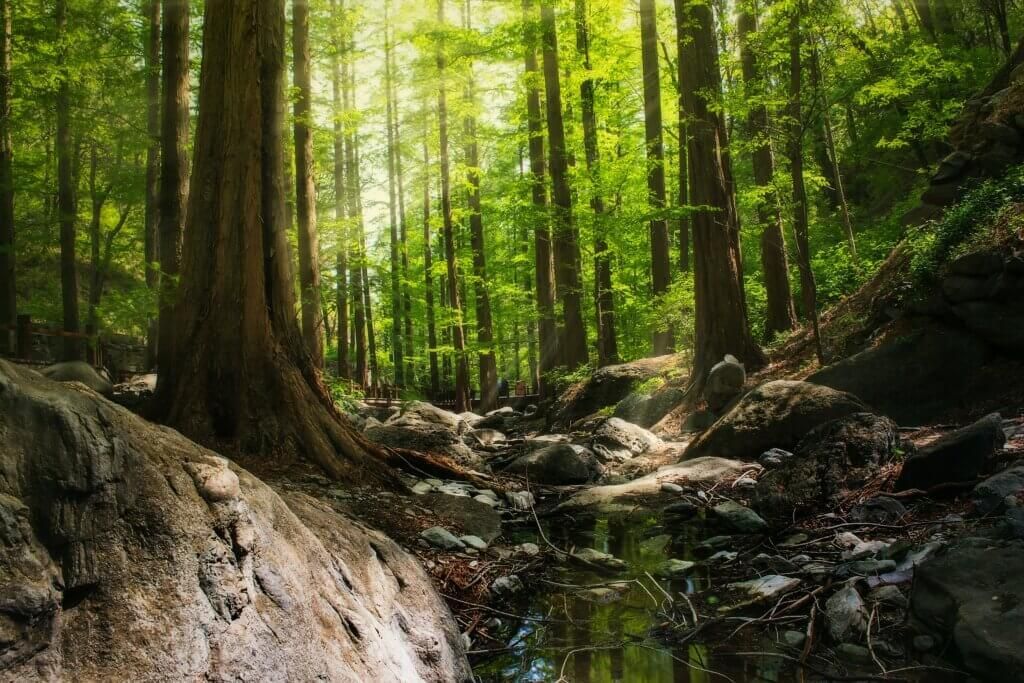 Sunlight streams through a green forest, illuminating a rocky stream and tall trees.