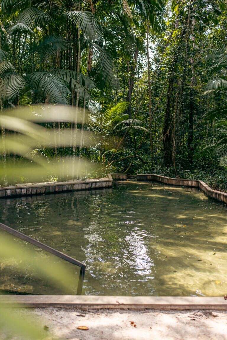 Pool of water surrounded by concrete and lush green jungle.