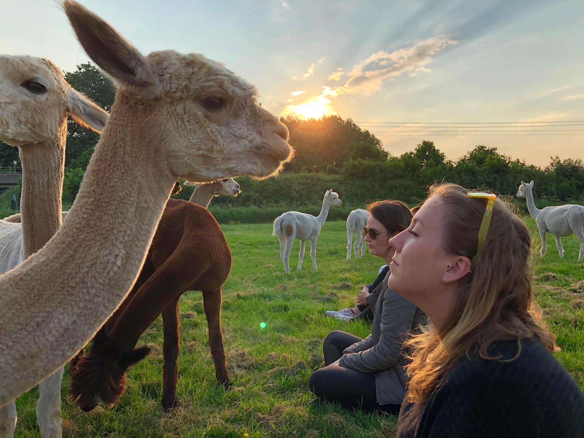 alpaca weiland