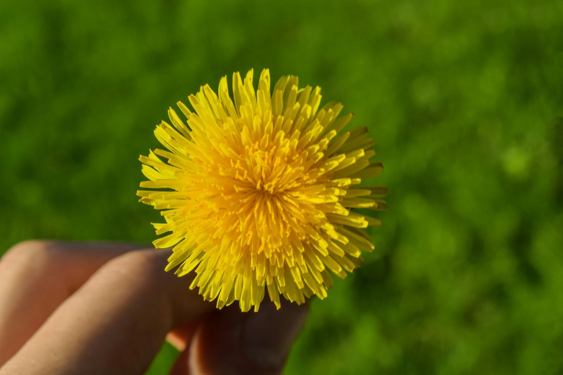 paardenbloem