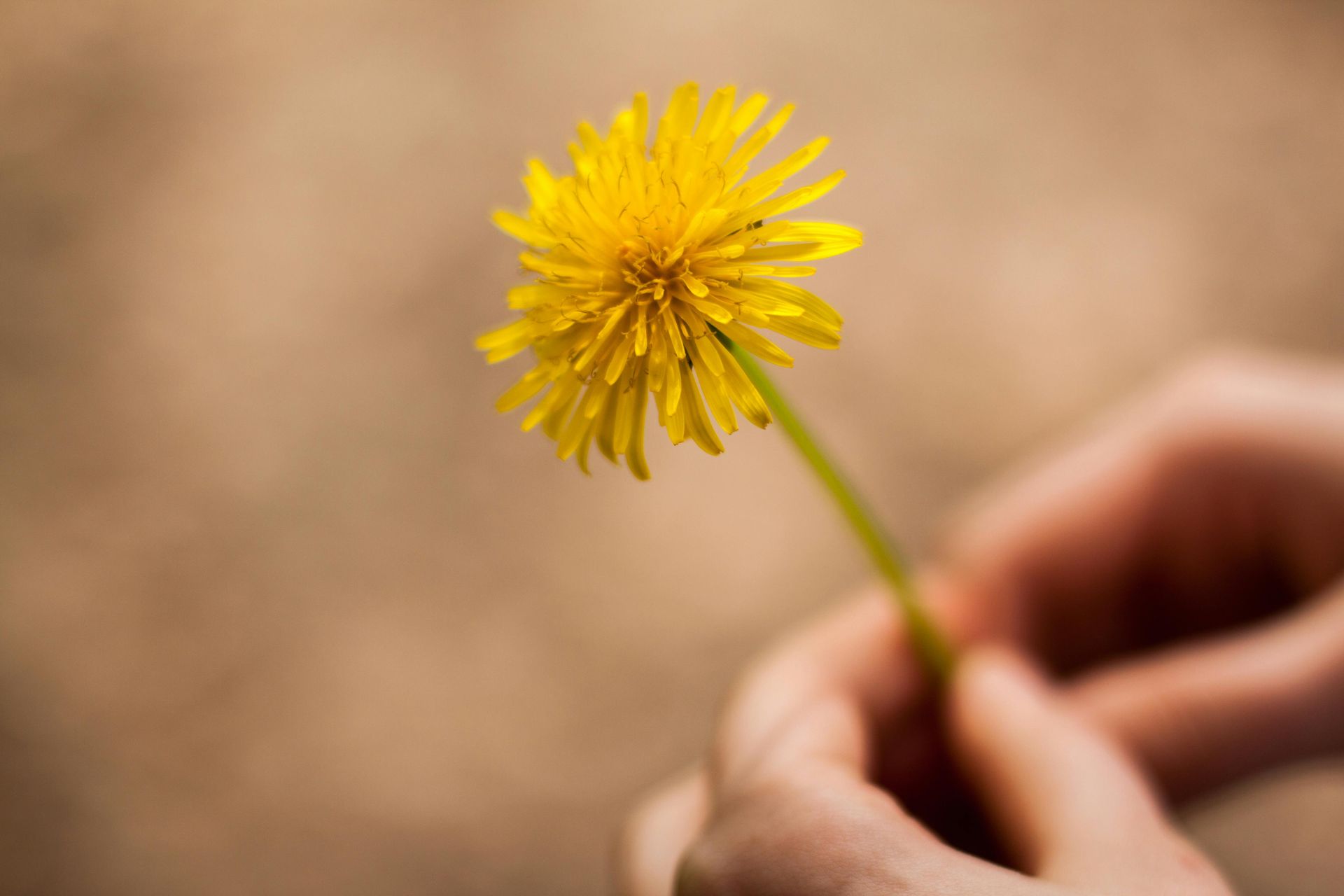 paardenbloem