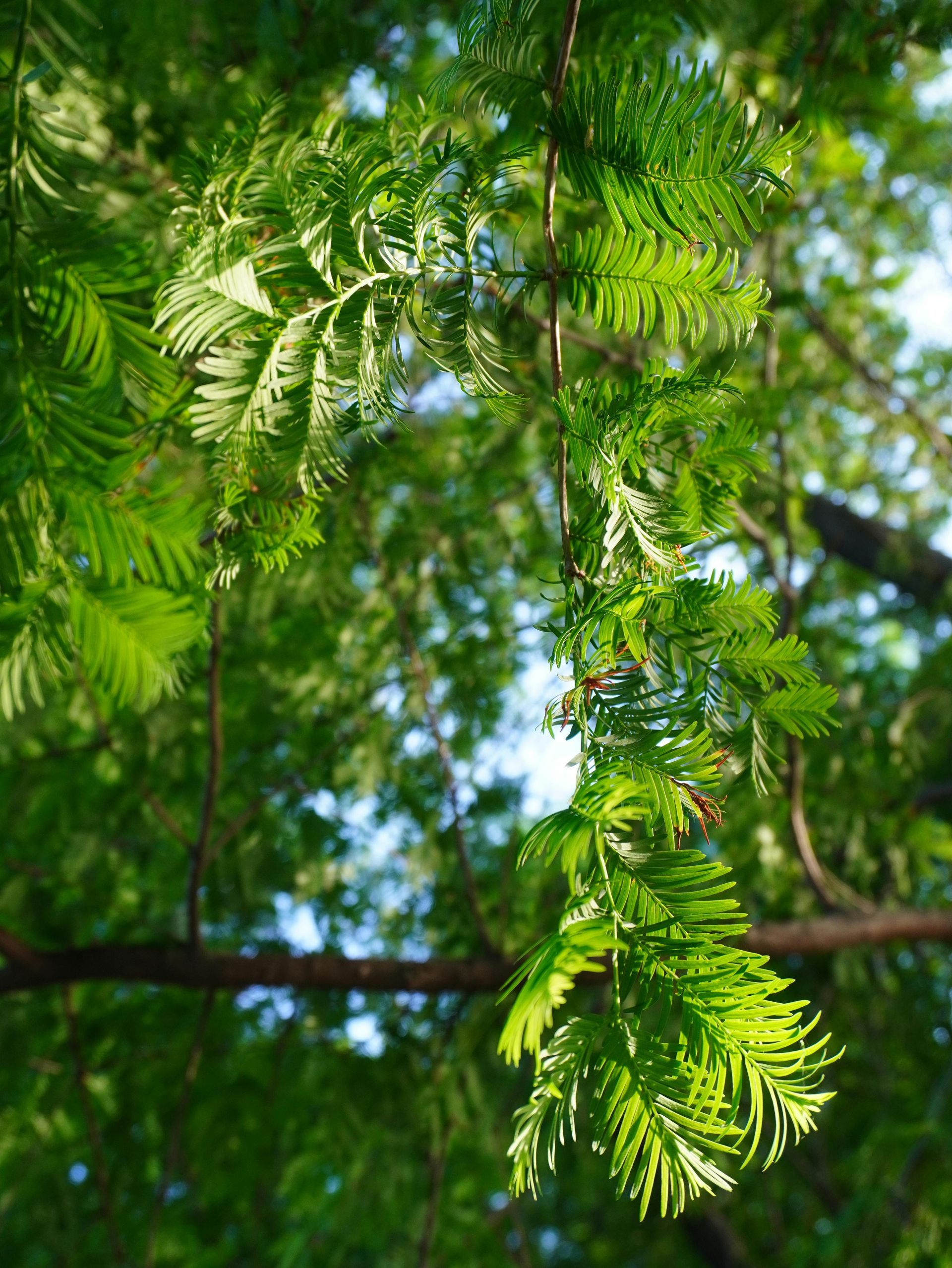het bos als airco