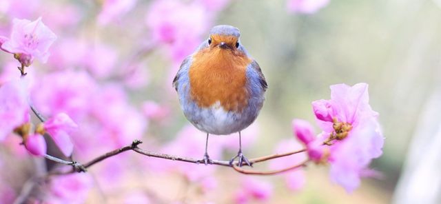 In de lente kun jij de lentekriebels ervaren.