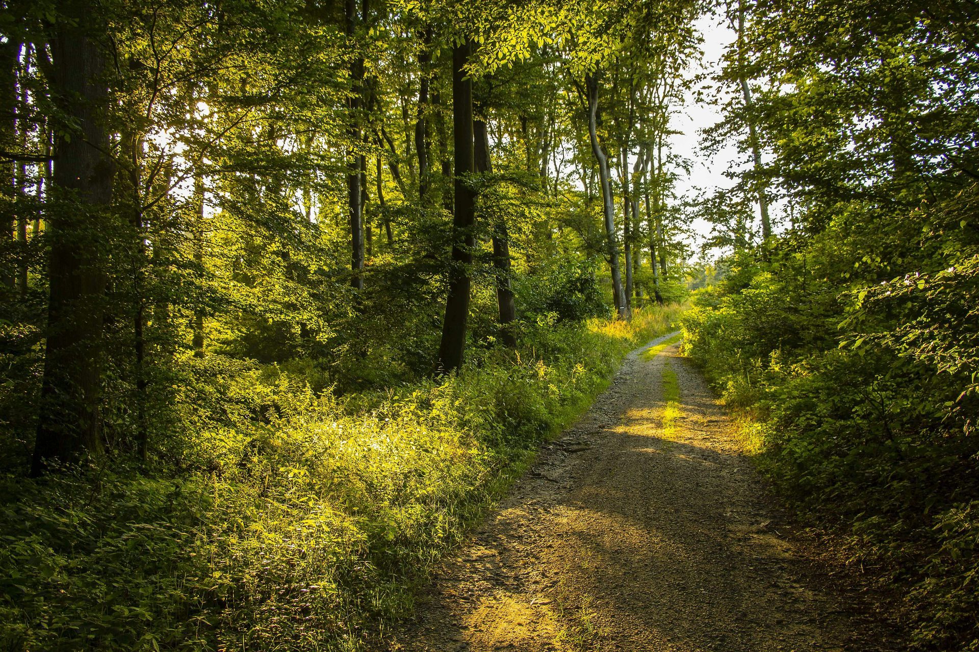 The sun is shining through the trees on a dirt path in the woods.
