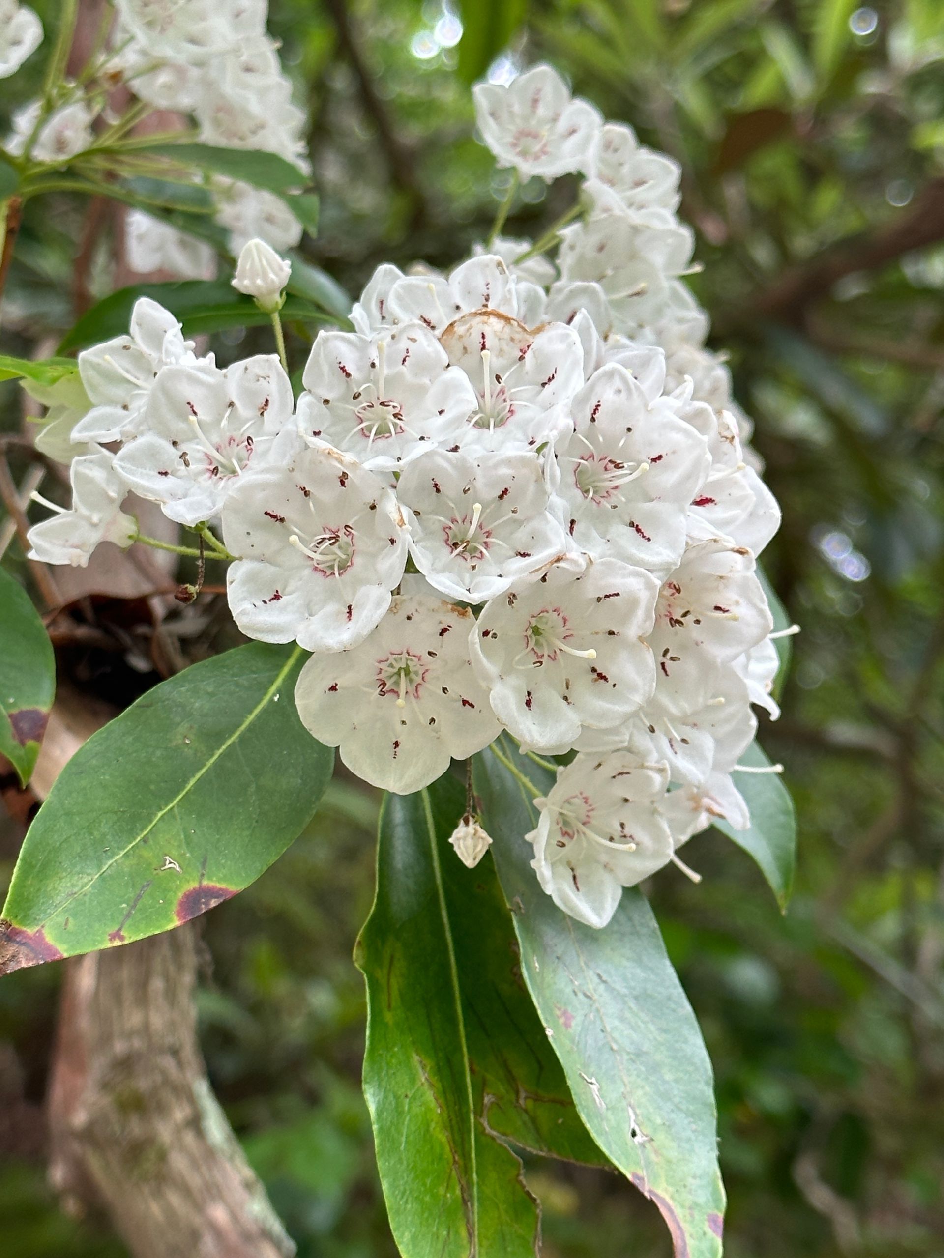 Cluster of white mountain laurel flowers with red speckles and green leaves.
