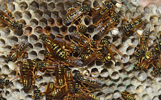 Pest Control Services — Wasps On Nest Close Up in Twin Falls, ID