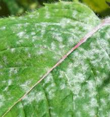 Tree Care — Gardener Sprinkles Diseased Tree Leaves in Twin Falls, ID