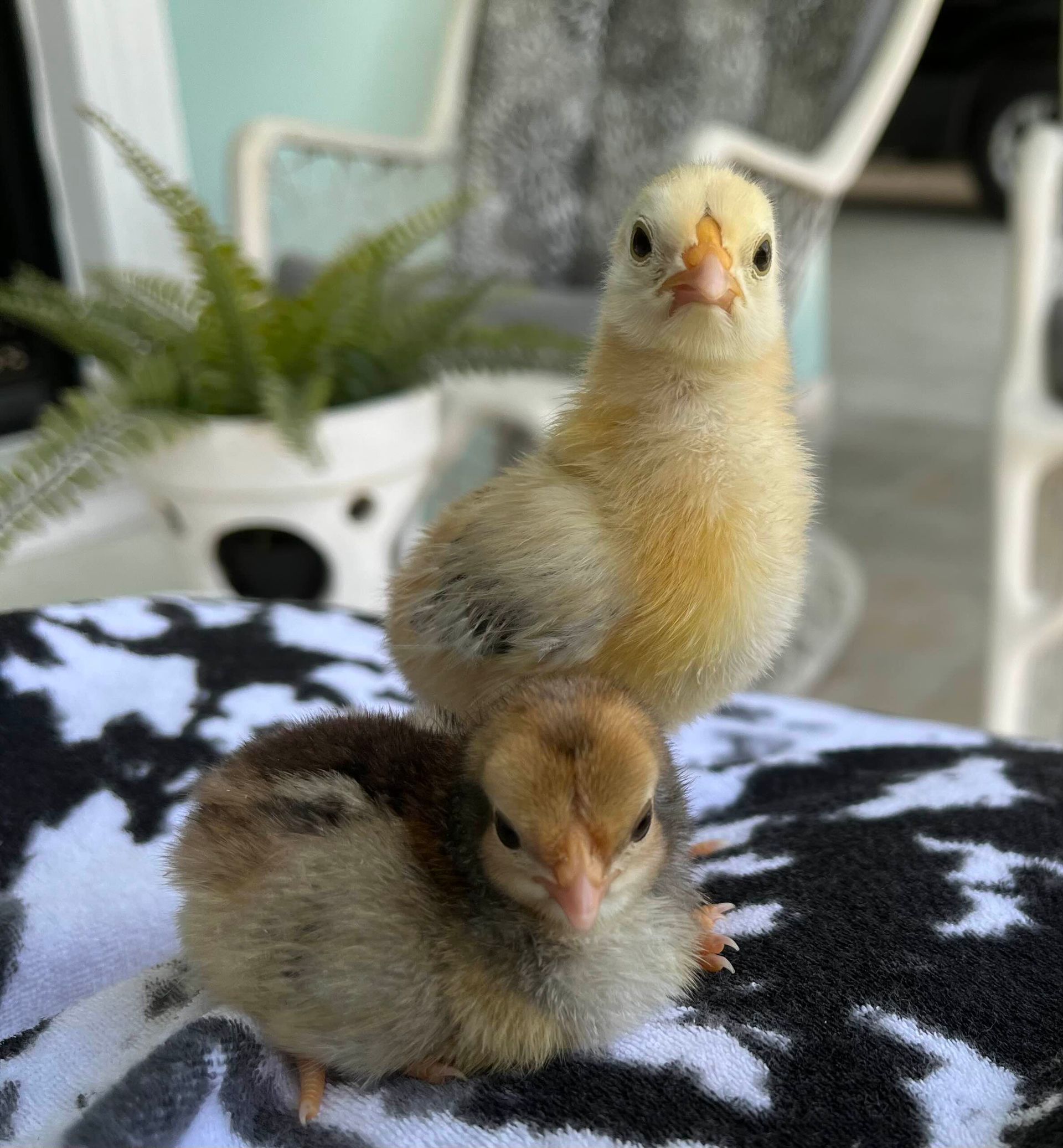 Two baby chickens are sitting on top of each other on a blanket.